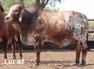 1X RED BRAHMAN BULL 20-72 MAHATA STUD