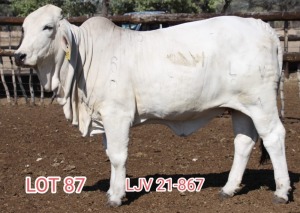 1X WHITE BRAHMAN COW LJV 867/21 MAHATA STUD