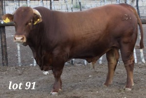 1X DROUGHT MASTER BULL MAHATA STUD