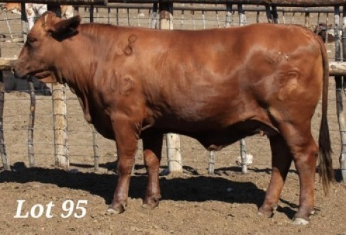 1X DROUGHT MASTER COW MAHATA STUD