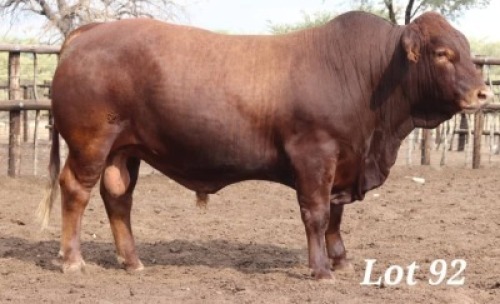 1X DROUGHT MASTER BULL MAHATA STUD
