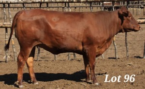 1X DROUGHT MASTER COW MAHATA STUD