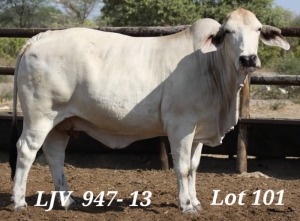 1X WHITE BRAHMAN COW LJV 947/13 MAHATA STUD