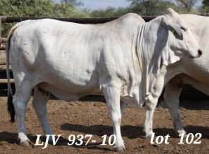 1X WHITE BRAHMAN COW LJV 937/11 MAHATA STUD