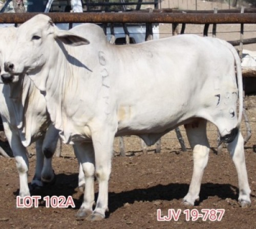 1X WHITE BRAHMAN COW LJV 787-19 MAHATA STUD