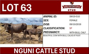 1+1X NGUNI FEMALE SW190510 SP