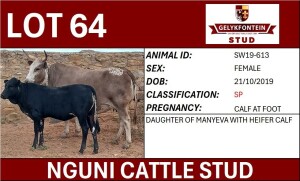 1+1X NGUNI FEMALE SW190613 SP