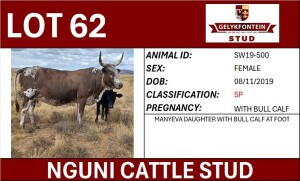 1+1X NGUNI FEMALE SW190500 SP