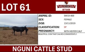 1+1X NGUNI FEMALE SW190469 SP