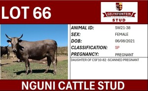 1X NGUNI PREGNANT FEMALE SW210038 SP