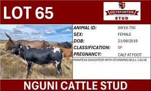 1+1X NGUNI FEMALE SW190750 SP