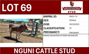 1X NGUNI PREGNANT FEMALE SW210074 SP