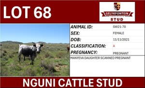 1X NGUNI PREGNANT FEMALE SW210070 A