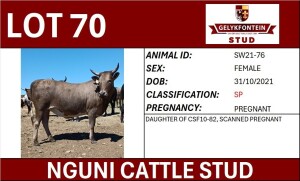 1X NGUNI PREGNANT FEMALE SW210076 SP