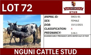 3 IN 1X NGUNI PREGNANT FEMALE SW210091 A