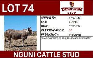 1X NGUNI PREGNANT FEMALE SW210139 SP