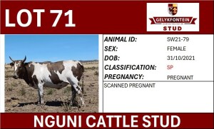 1X NGUNI PREGNANT FEMALE SW210079 SP