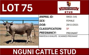 1X NGUNI PREGNANT FEMALE SW210141 SP