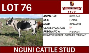 WITHDRAWN - 1X NGUNI PREGNANT FEMALE SW210143 SP