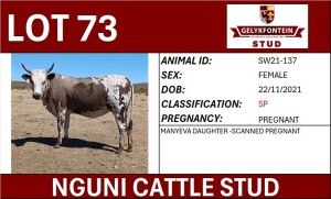 1X NGUNI PREGNANT FEMALE SW210137 SP