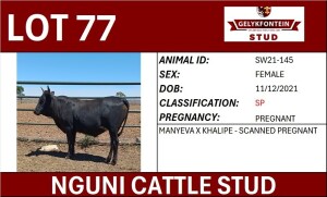 1X NGUNI PREGNANT FEMALE SW210145 SP