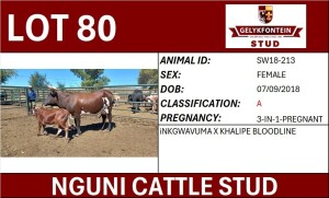 3 IN 1X NGUNI PREGNANT FEMALE SW18-213 A