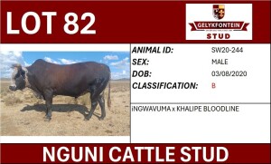 1X NGUNI MALE SW200244 B