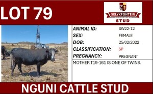 1X NGUNI PREGNANT FEMALE SW220012 SP