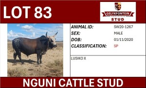 1X NGUNI MALE SW201267 SP