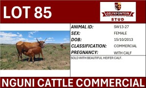 1+1X NGUNI FEMALE SW130027 COMMERCIAL