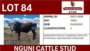 1X NGUNI MALE SW210008 A