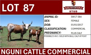 1X NGUNI FEMALE SW170384 COMMERCIAL