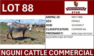 1+1X NGUNI FEMALE SW170866 COMMERCIAL