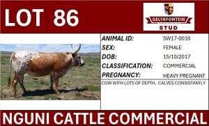 1+1X NGUNI PREGNANT FEMALE SW170016 COMMERCIAL