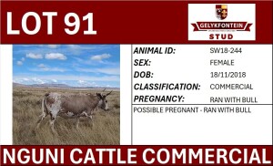 1X NGUNI FEMALE SW180244 COMMERCIAL