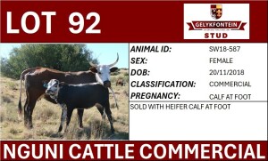 1+1X NGUNI FEMALE SW180587 COMMERCIAL