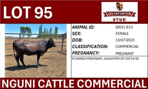 1X NGUNI PREGNANT FEMALE SW2100613 COMMERCIAL