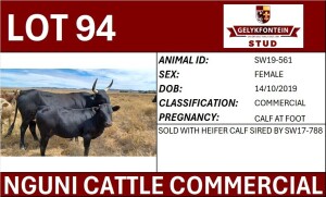 1+1X NGUNI FEMALE SW190561 COMMERCIAL