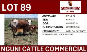 1+1X NGUNI PREGNANT FEMALE SW180071 COMMERCIAL