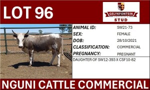 1X NGUNI PREGNANT FEMALE SW210073 COMMERCIAL