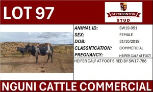 1+1X NGUNI PREGNANT FEMALE SW190951 COMMERCIAL