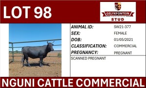 1X NGUNI PREGNANT FEMALE SW210377 COMMERCIAL