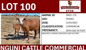 1+1X NGUNI FEMALE SW210179 COMMERCIAL