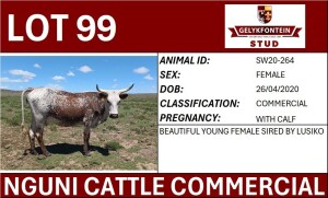 1+1X NGUNI FEMALE SW200264 COMMERCIAL