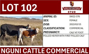 1+1X NGUNI PREGNANT FEMALE SW220376 COMMERCIAL