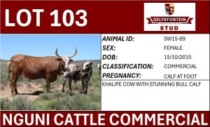 1+1X NGUNI FEMALE SW15-89 COMMERCIAL