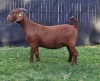 1X KALAHARI RED FLOCK DOE KARSTEN BOER GOAT STUD