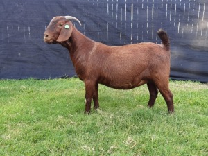 1X KALAHARI RED FLOCK DOE KARSTEN BOER GOAT STUD