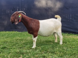 1X BOER GOAT FLOCK ON COLOUR DOE KARSTEN BOER GOAT STUD