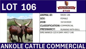 WITHDRAWN - 1X ANKOLE COMMERCIAL FEMALE